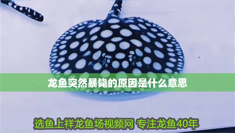 龍魚突然暴斃的原因是什么意思 龍魚百科 第3張 龍魚突然暴斃的原因是什么意思 龍魚突然暴斃的原因是什么意思 龍魚百科 第3張