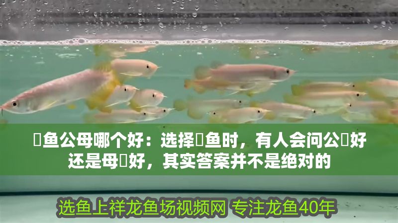 魟魚公母哪個好：選擇魟魚時，有人會問公魟好還是母魟好，其實答案并不是絕對的