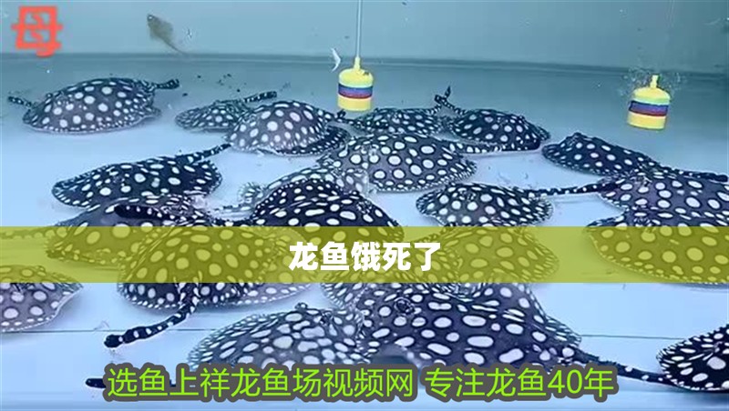 龍魚餓死了
