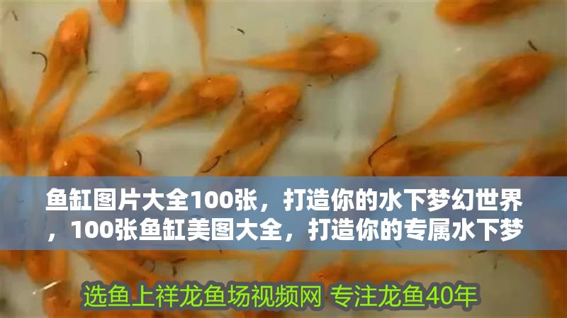 魚缸圖片大全100張，打造你的水下夢幻世界，100張魚缸美圖大全，打造你的專屬水下夢幻世界