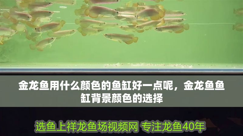 金龍魚用什么顏色的魚缸好一點呢，金龍魚魚缸背景顏色的選擇