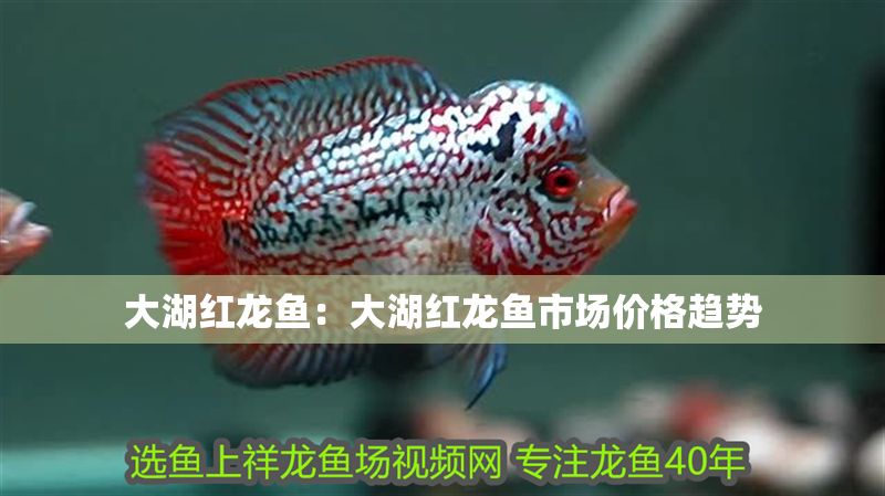 大湖紅龍魚：大湖紅龍魚市場(chǎng)價(jià)格趨勢(shì)