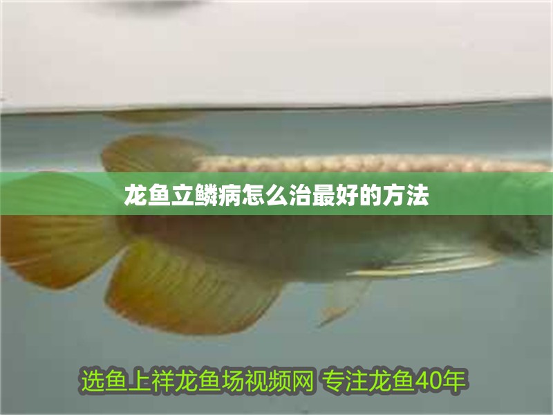 龍魚立鱗病怎么治最好的方法