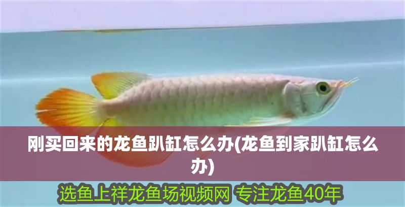 剛買回來的龍魚趴缸怎么辦(龍魚到家趴缸怎么辦)
