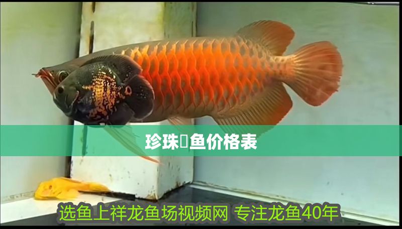 珍珠魟魚價格表