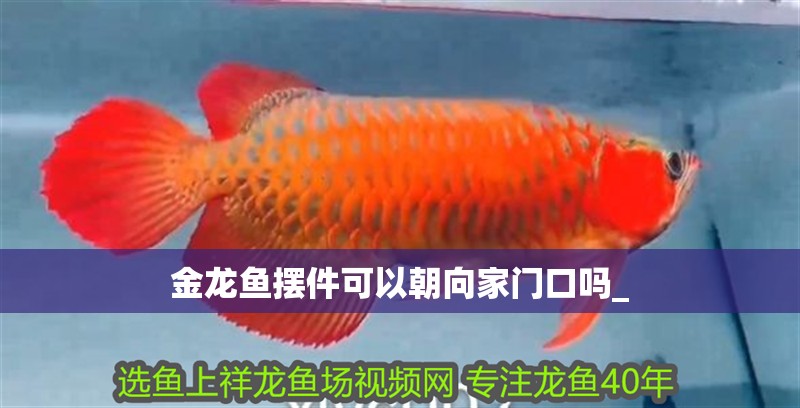 金龍魚(yú)擺件可以朝向家門(mén)口嗎_