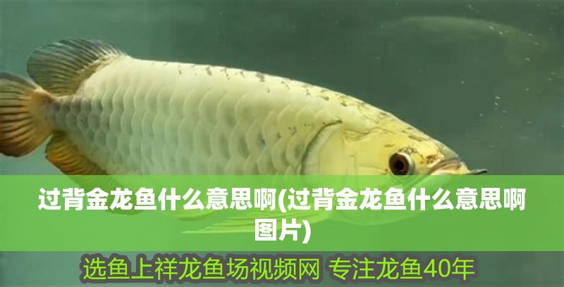 過背金龍魚什么意思啊(過背金龍魚什么意思啊圖片)