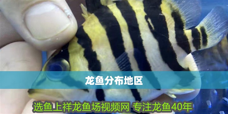 龍魚分布地區(qū)