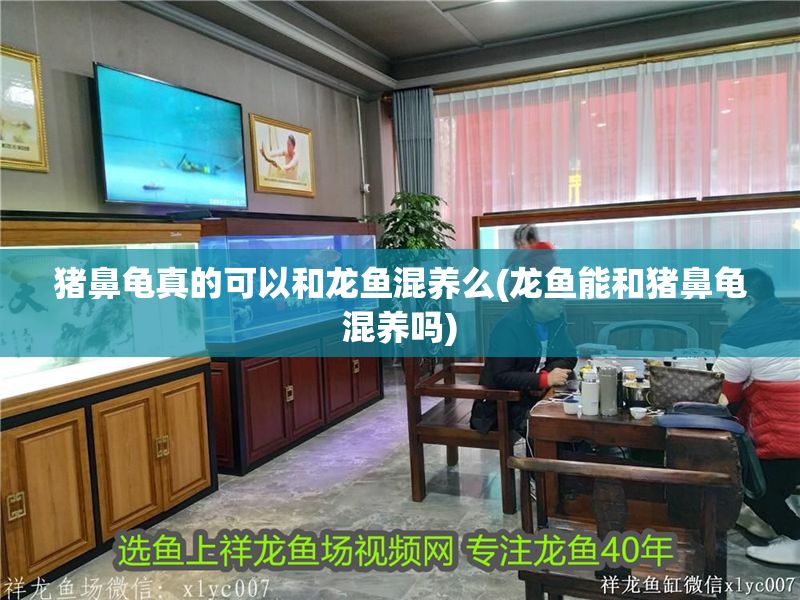 豬鼻龜真的可以和龍魚混養么(龍魚能和豬鼻龜混養嗎)