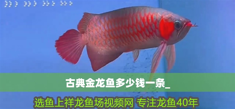 古典金龍魚多少錢一條_
