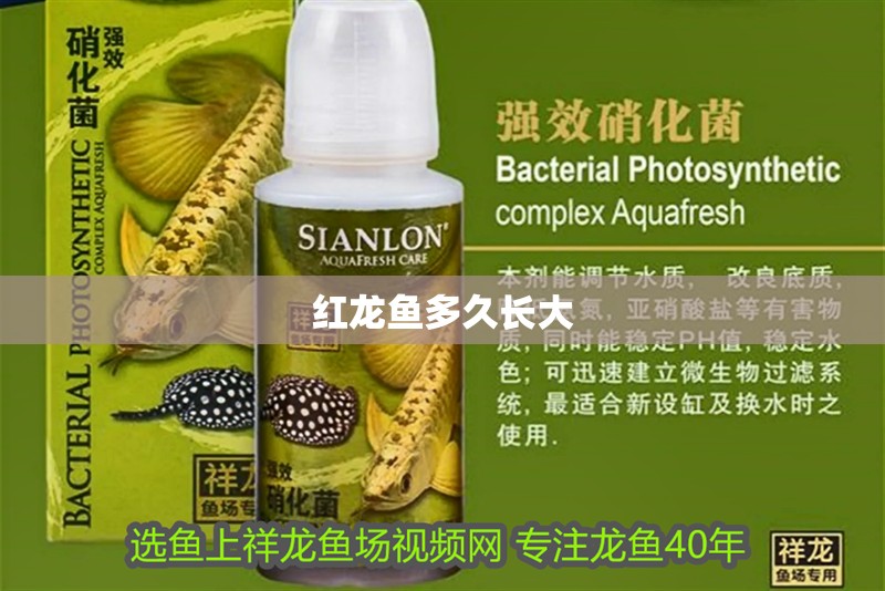 紅龍魚多久長大