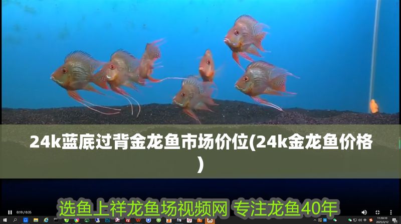 24k藍底過背金龍魚市場價位(24k金龍魚價格)