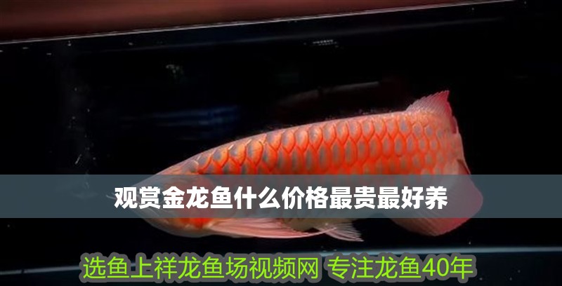 觀賞金龍魚什么價格最貴最好養 龍魚百科 第2張 觀賞金龍魚什么價格最貴最好養 觀賞金龍魚什么價格最貴最好養 龍魚百科 第2張