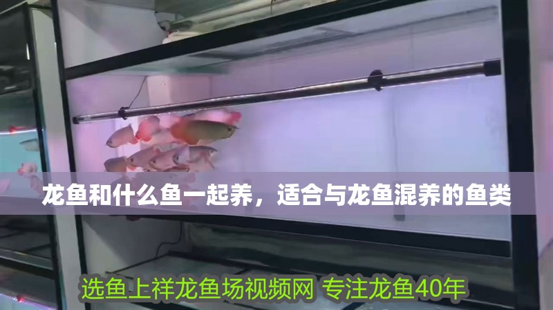 龍魚和什么魚一起養，適合與龍魚混養的魚類