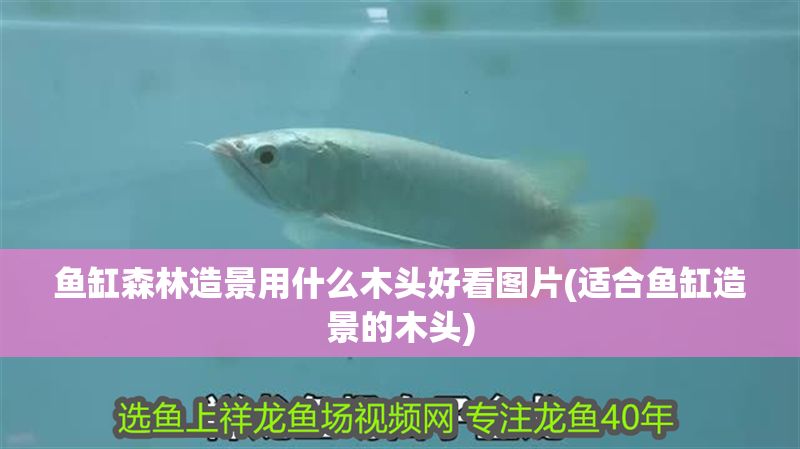 魚缸森林造景用什么木頭好看圖片(適合魚缸造景的木頭)