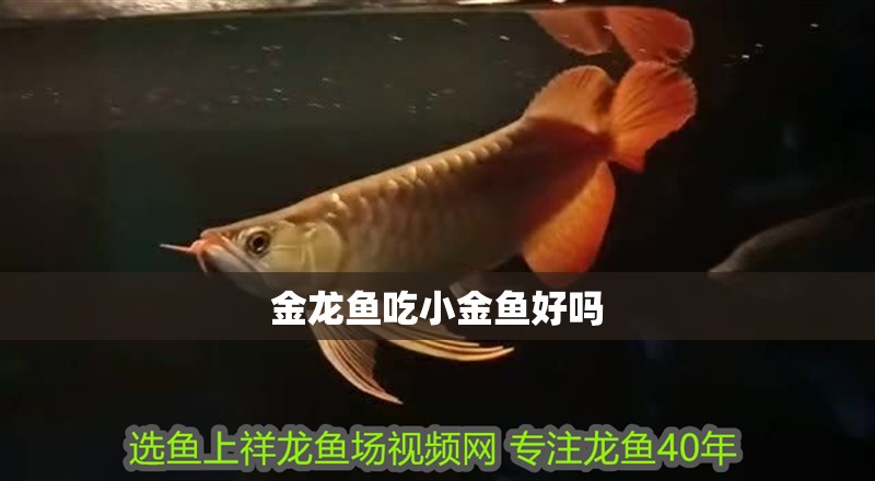 金龍魚吃小金魚好嗎