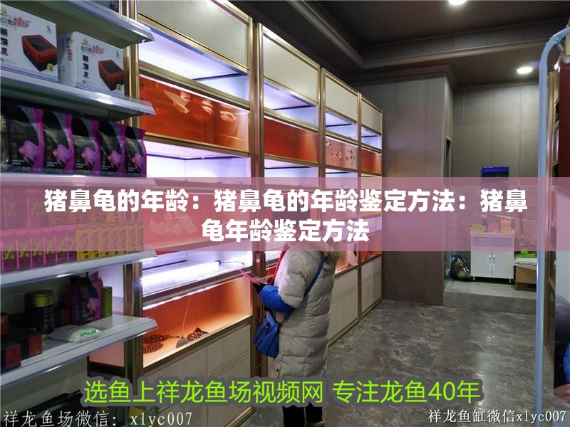 豬鼻龜?shù)哪挲g：豬鼻龜?shù)哪挲g鑒定方法：豬鼻龜年齡鑒定方法