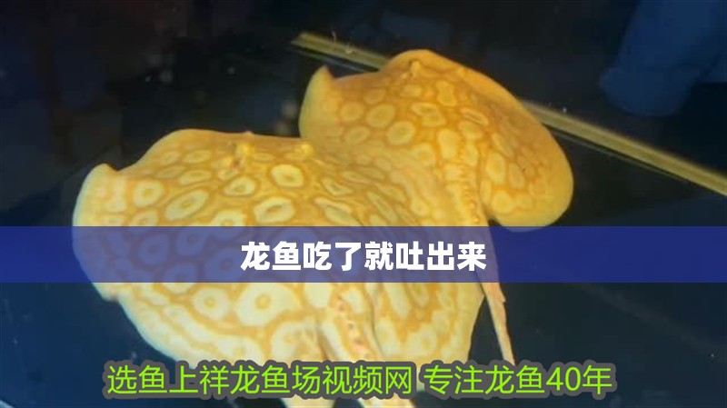 龍魚吃了就吐出來