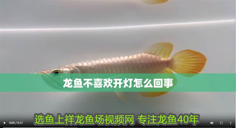 龍魚不喜歡開燈怎么回事