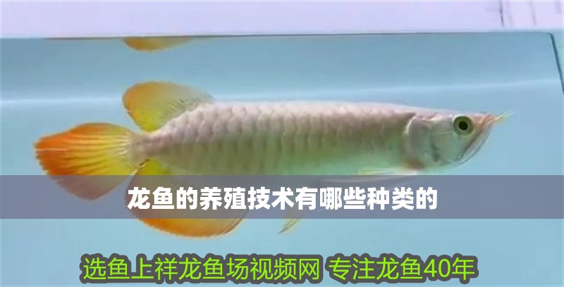 龍魚的養殖技術有哪些種類的