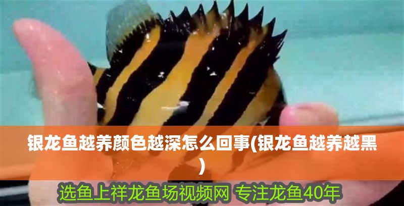銀龍魚越養顏色越深怎么回事(銀龍魚越養越黑)