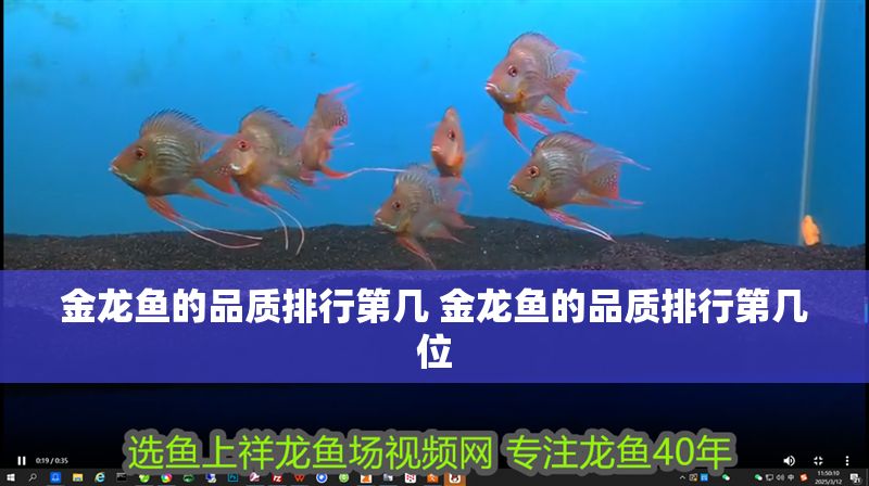金龍魚的品質排行第幾 金龍魚的品質排行第幾位