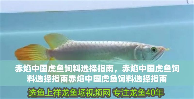 赤焰中國虎魚飼料選擇指南，赤焰中國虎魚飼料選擇指南赤焰中國虎魚飼料選擇指南