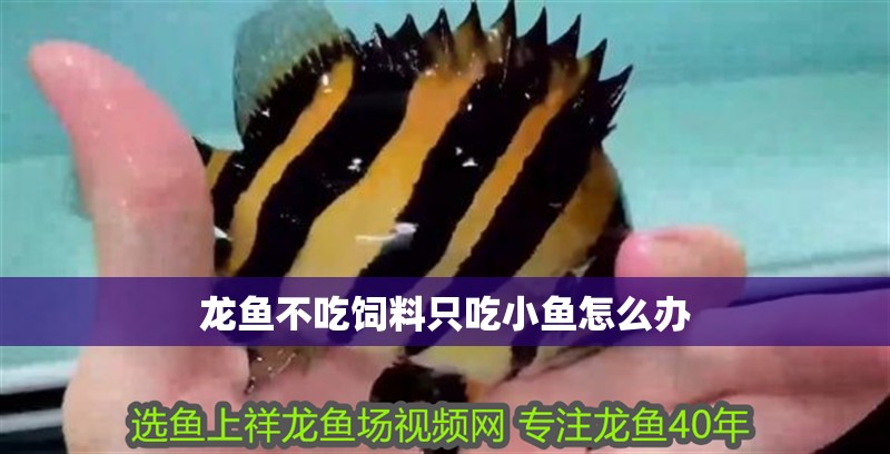 龍魚不吃飼料只吃小魚怎么辦