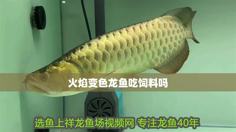 火焰變色龍魚吃飼料嗎