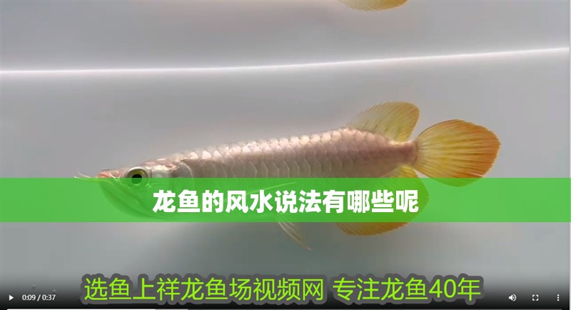 龍魚的風水說法有哪些呢