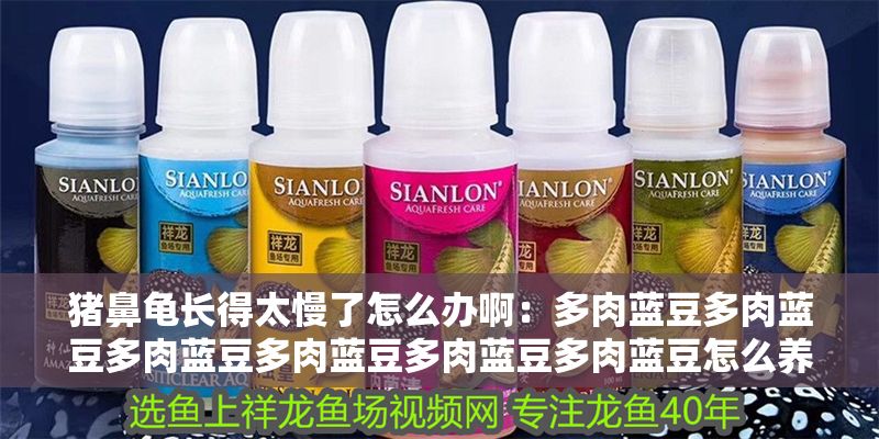 豬鼻龜長得太慢了怎么辦啊：多肉藍(lán)豆多肉藍(lán)豆多肉藍(lán)豆多肉藍(lán)豆多肉藍(lán)豆多肉藍(lán)豆怎么養(yǎng)