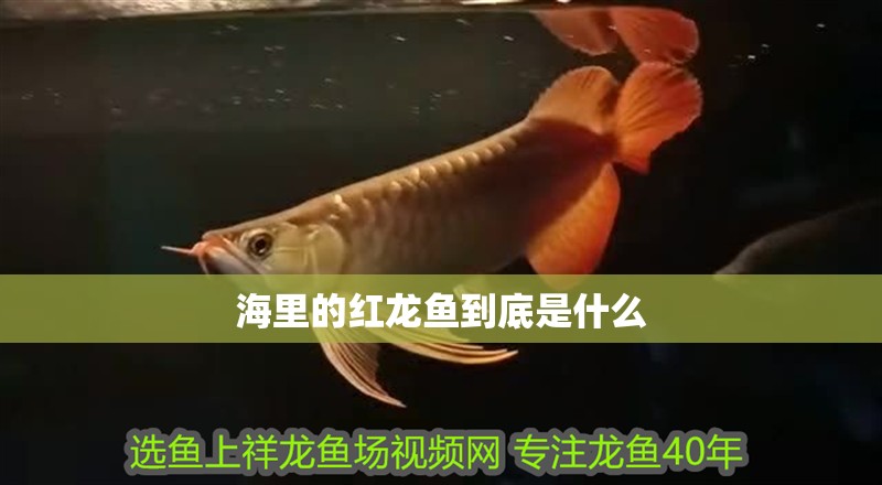 海里的紅龍魚到底是什么 龍魚百科 第2張 海里的紅龍魚到底是什么 海里的紅龍魚到底是什么 龍魚百科 第2張