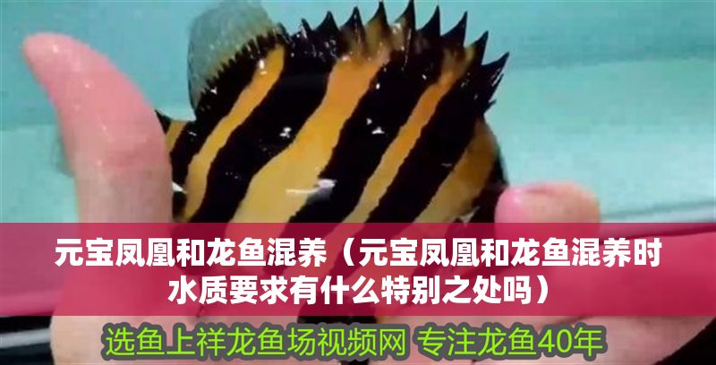 元寶鳳凰和龍魚混養（元寶鳳凰和龍魚混養時水質要求有什么特別之處嗎）