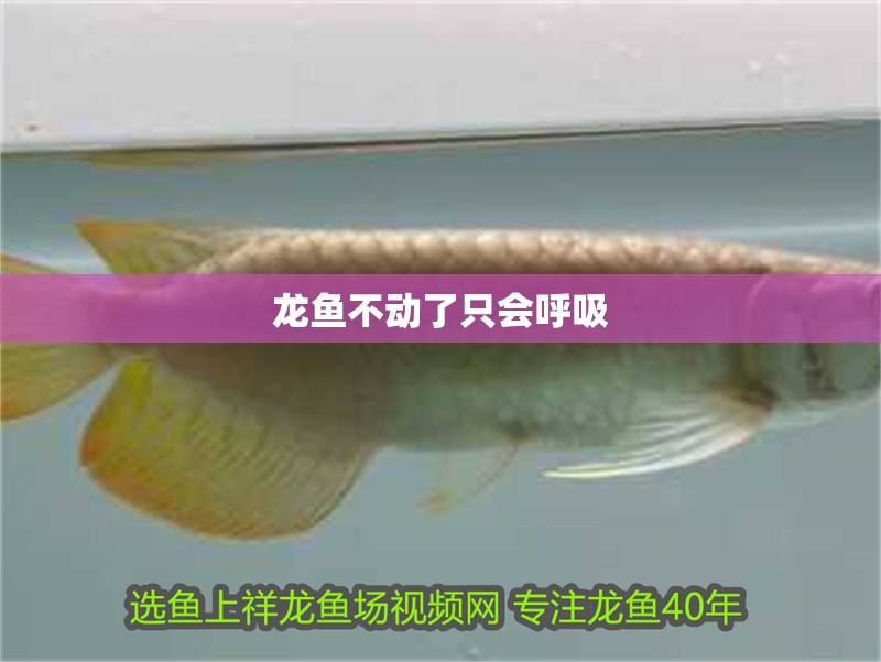龍魚不動了只會呼吸