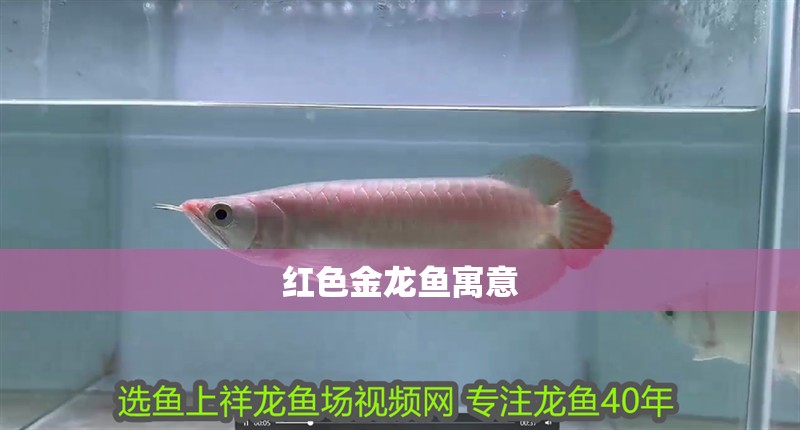 紅色金龍魚寓意