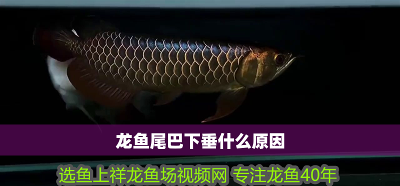 龍魚尾巴下垂什么原因