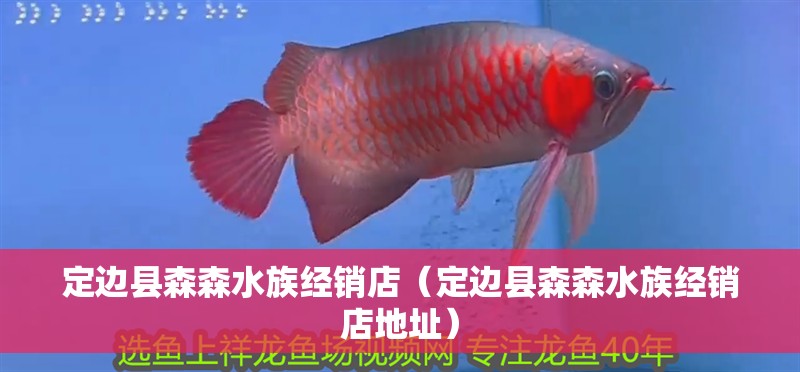 定邊縣森森水族經銷店（定邊縣森森水族經銷店地址）