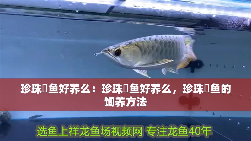 珍珠魟魚好養(yǎng)么：珍珠魟魚好養(yǎng)么，珍珠魟魚的飼養(yǎng)方法