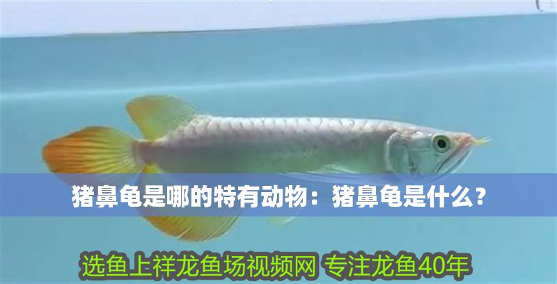 豬鼻龜是哪的特有動物：豬鼻龜是什么？ 豬鼻龜是哪的特有動物：豬鼻龜是什么？ 豬鼻龜百科 第1張