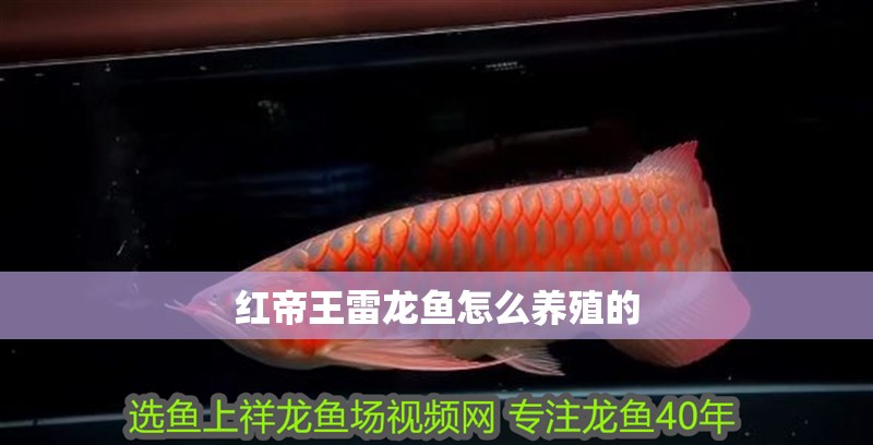 紅帝王雷龍魚怎么養殖的