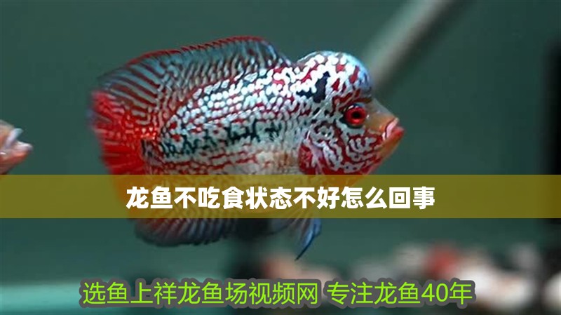 龍魚不吃食狀態不好怎么回事