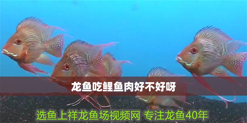 龍魚吃鯉魚肉好不好呀