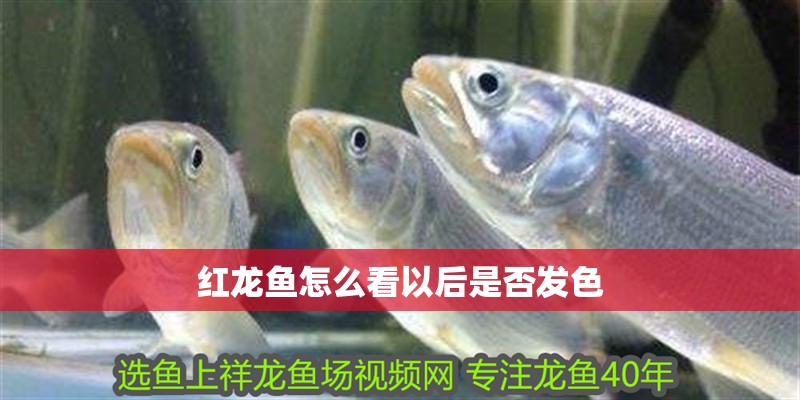 紅龍魚怎么看以后是否發色