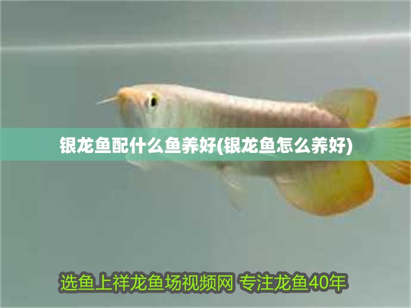 銀龍魚配什么魚養(yǎng)好(銀龍魚怎么養(yǎng)好)