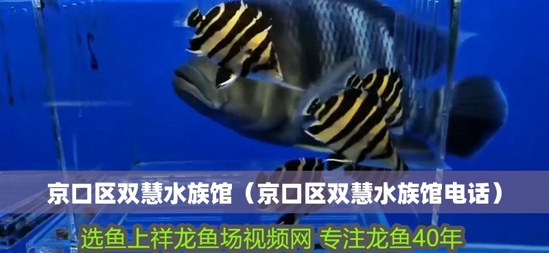 京口區(qū)雙慧水族館（京口區(qū)雙慧水族館電話）