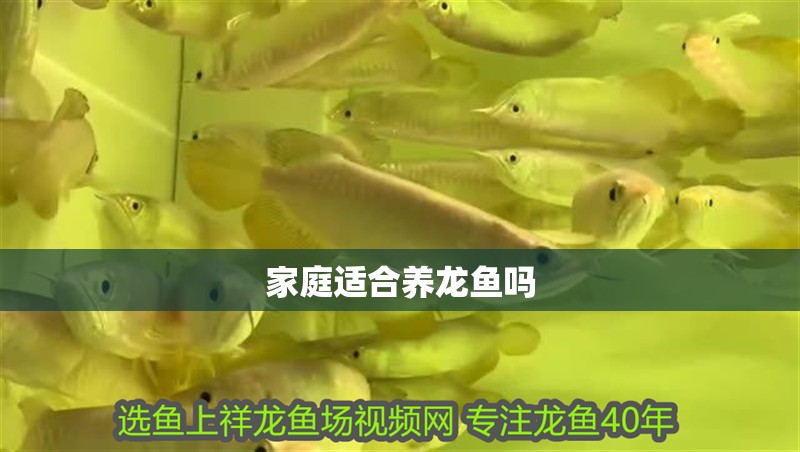 家庭適合養龍魚嗎