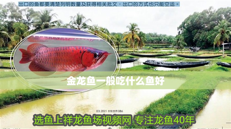 金龍魚一般吃什么魚好