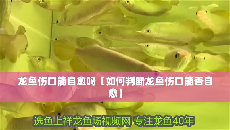 龍魚傷口能自愈嗎【如何判斷龍魚傷口能否自愈】