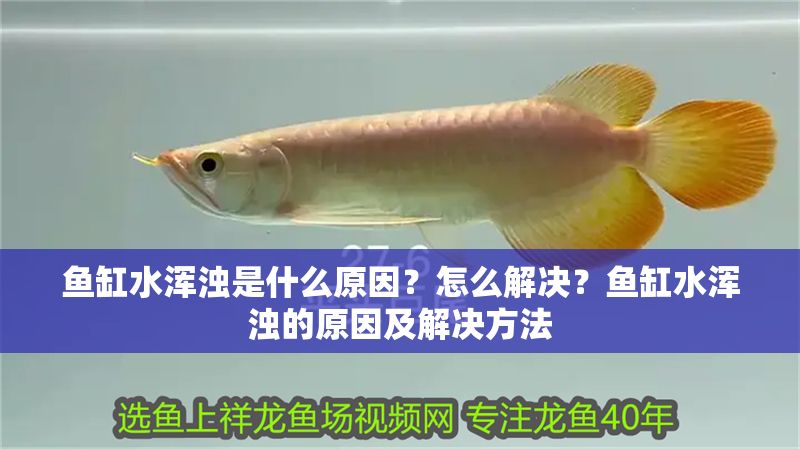 魚缸水渾濁是什么原因？怎么解決？魚缸水渾濁的原因及解決方法