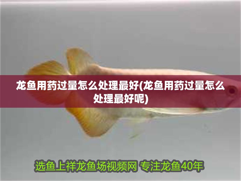 龍魚用藥過量怎么處理最好(龍魚用藥過量怎么處理最好呢)